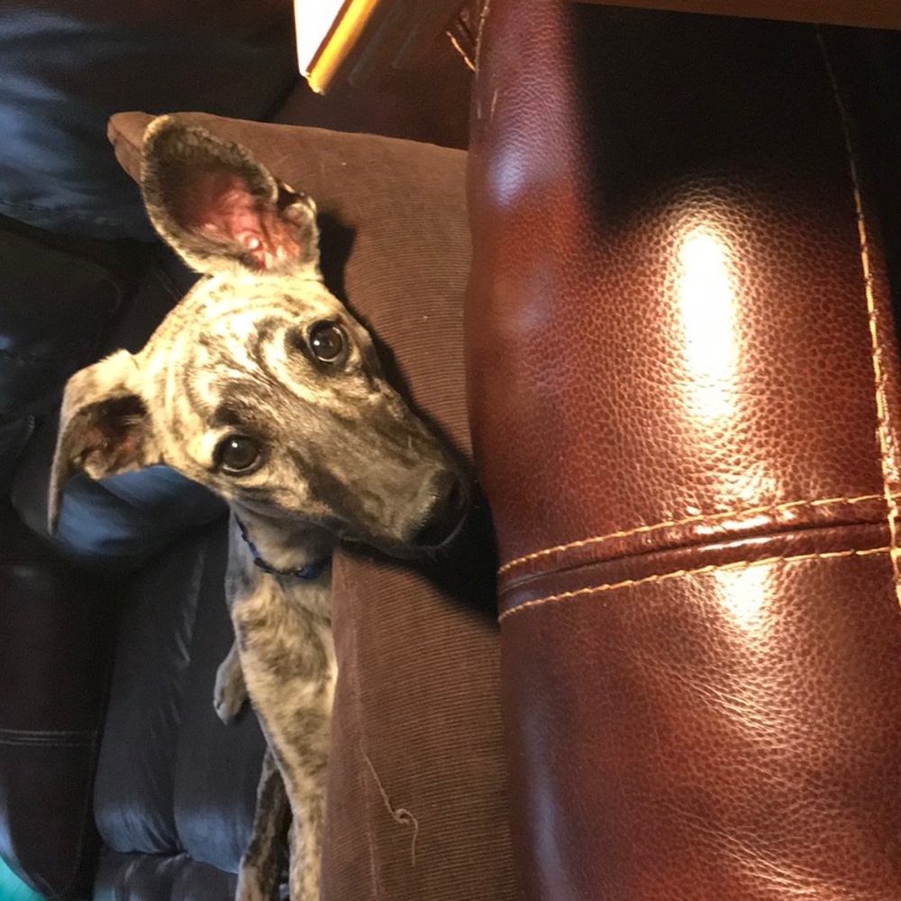 Meet your Posher, Judy